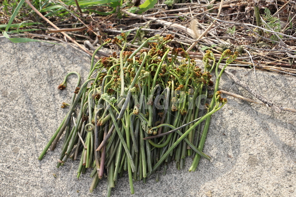 고사리,채집,나물,bracken,고사리나물,식물,농사
