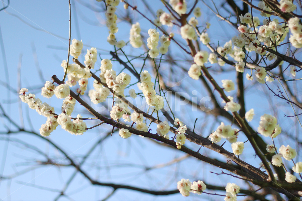 봄꽃,봄,나무,배경,나뭇가지,흰꽃,하얀꽃,whiteflower,flower,풍경,자연풍경,자연,나무와꽃,꽃