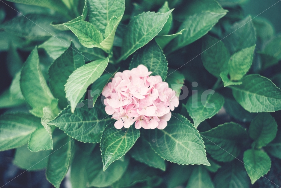 꽃,flower,수국,hydrangea,감성,감성사진,분홍수국,식물,자연,plants,nature,꽃,flower,감성,sensible,feeling