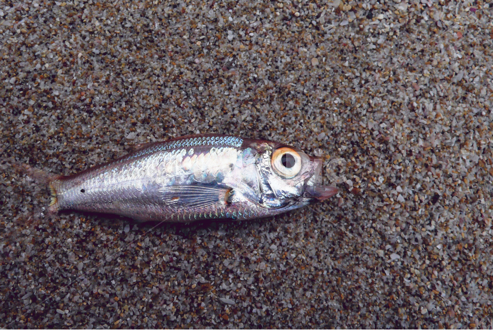 fish,thirst,beach,smallfish,eyes,물고기,갈증,해변,작은물고기,눈빛
