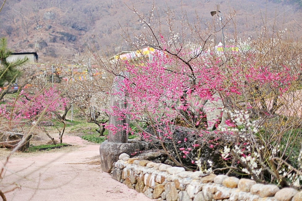 하동,매화마을,매화축제,매화꽃,매화,꽃,flower,hadong,봄,계절,spring,season,자연,풍경,nature,landscape,plant,식물,blossom