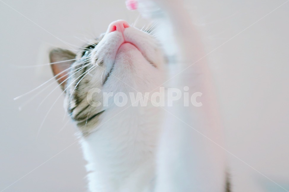 고양이,반려동물,길고양이,감성사진,길냥이,유기묘,귀여움,사랑스러움,동물,포유류,흰색,cat,animal,mammal,kitten,kitty,cute,lovely,동물,animal,포유류,mammal,고양이,cat,kitten,kitty