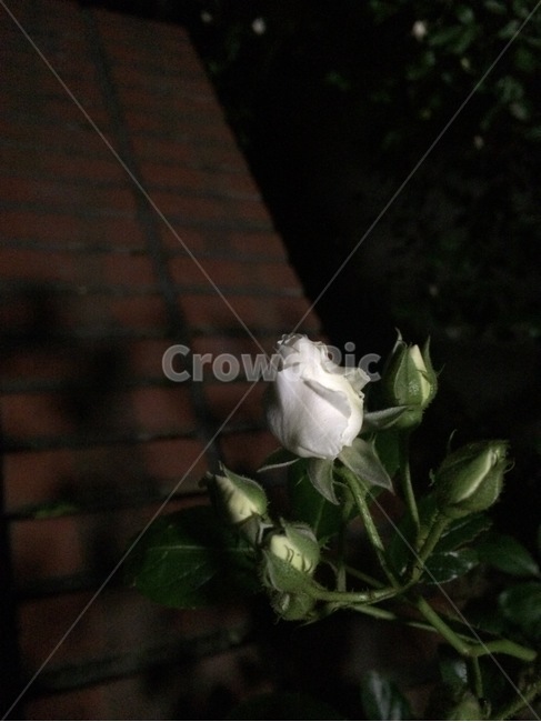 꽃,식물,자연,flower,nature
