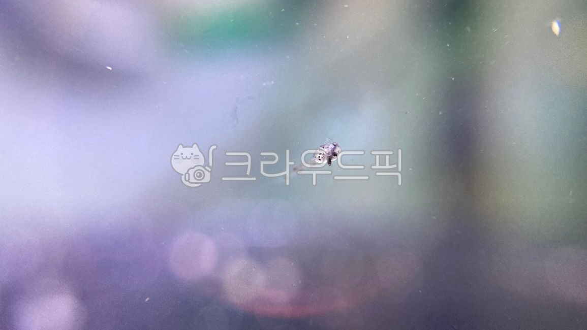 동물,물고기,animal,fish,하스타투스,치어,새끼,수족관,어항,tropicalfish,코리도라스하스타투스,corydorashastatus