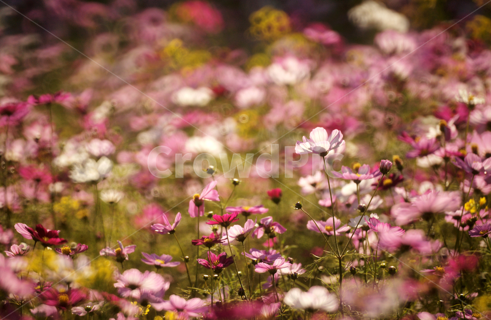 코스모스,꽃,식물,줄기,가을,자연,계절,가을,계절,fall,autumn,season,식물,자연,plants,nature,꽃,flower,plant,geranium,제라늄,blossom,petal,꽃잎