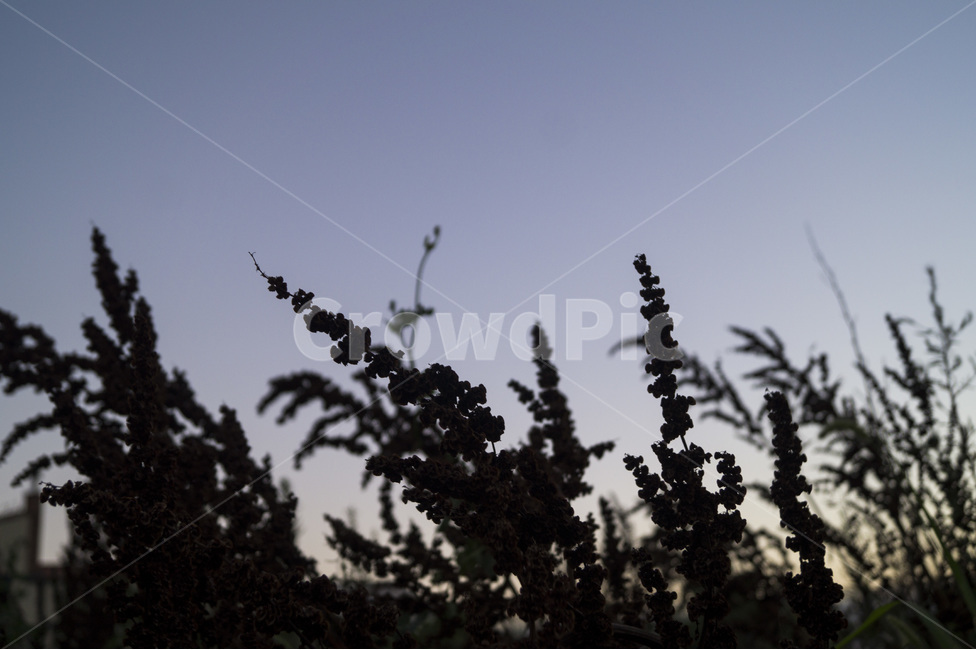 일몰,역광,어둠,그림자,풀,하늘,식물,자연,plants,nature