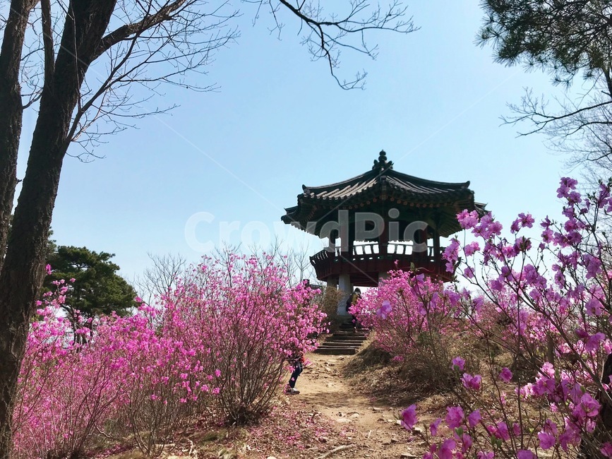 진달래,정자,산,봄,꽃,철쭉,rosebay,봄,계절,spring,season,자연,풍경,nature,landscape,한국자연풍경,한국자연경관,korea nature landscape,garden,정원,outdoors,옥외,arbour