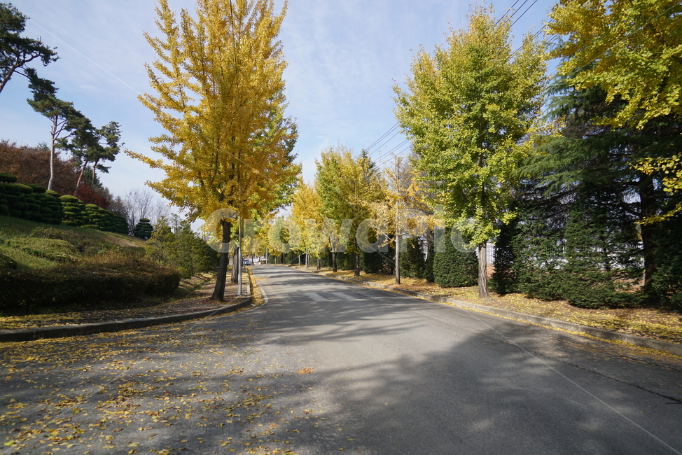 Ginkgo,tree,asphalt,tarmac,road,ginkgo tree road,plant,road name,ginkgo