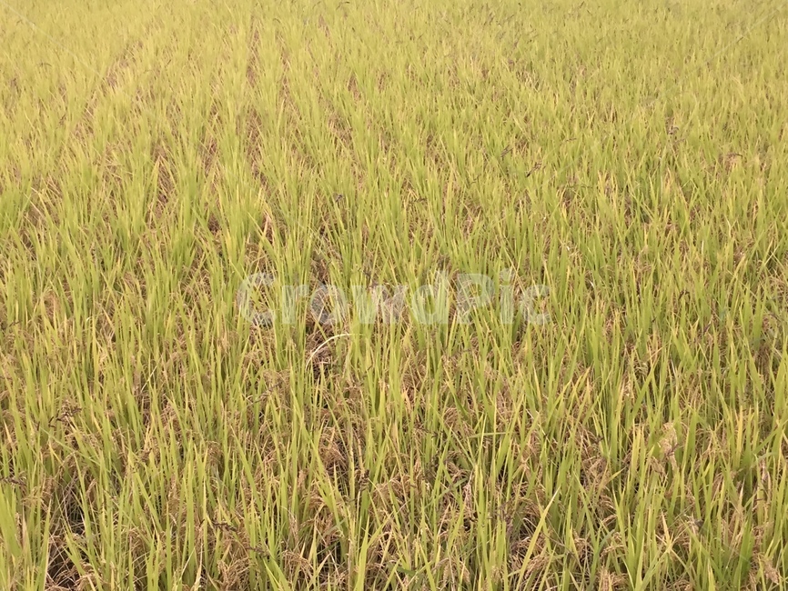 벼,곡식,가을,추수,들판,논,쌀,rice,작물,농업,산업,industry,industrial,농업,농사,agriculture,farming,farming industry