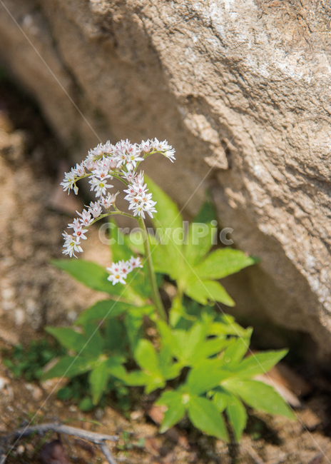 돌단풍꽃,꽃,봄,흰색꽃,봄꽃,식물,spring,flower,식물,자연,plants,nature,꽃,flower