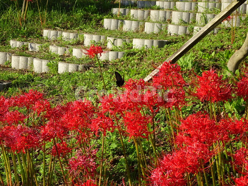꽃,꽃무릇,상사화,산,봉대산,백일홍,빨강,분홍,식물,자연,plants,nature,꽃,flower