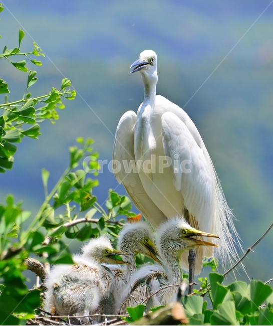 bird,새,animal,동물,waterfowl,egret,백로,stork,황새,육추,백로육추,백로새끼