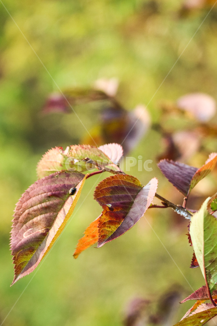 나뭇잎,잎,잎사귀,단풍,가을,계절,식물,벚나무,갈색,낙엽,자연,가을,계절,fall,autumn,season,식물,자연,plants,nature,veins,정맥,insect,곤충,animal,동물,invertebrate,무척추 동물