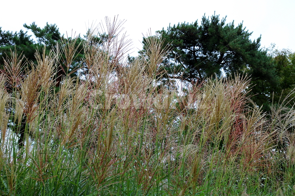 억새,풀,억새풀,식물,자연,들풀,두영,가을,식물,자연,plants,nature