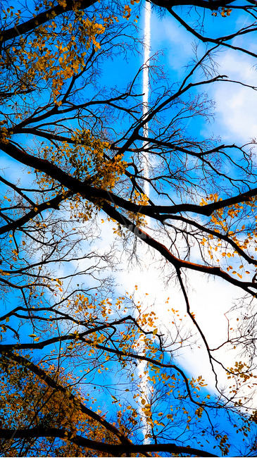 하늘,하늘길,나무,나뭇가지,겨울하늘,sky,감성