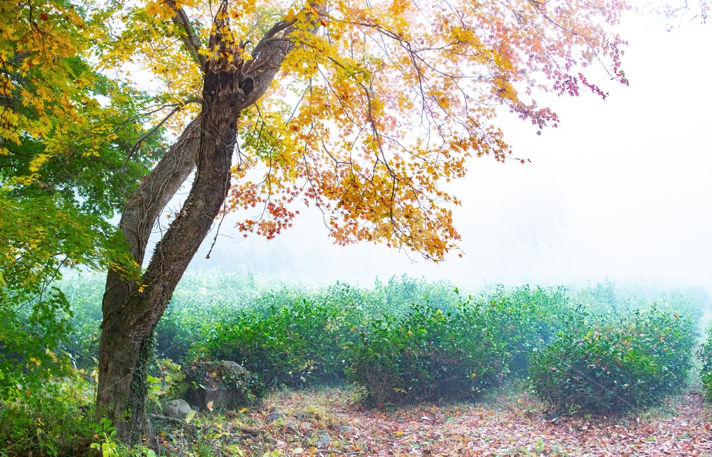 가을,차밭,단풍나무,안개,아침,가을,계절,fall,autumn,season,자연,풍경,nature,landscape,tree,나무,plant,식물