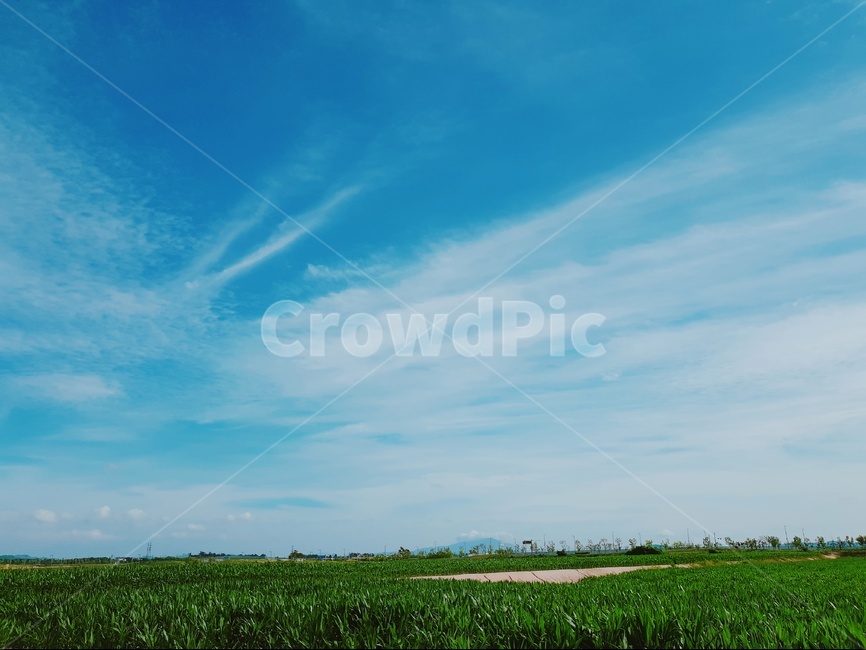 하늘,구름,풍경,옥수수밭,자연,여름,자연,풍경,nature,landscape,outdoors,옥외,field,들,grassland,목초지