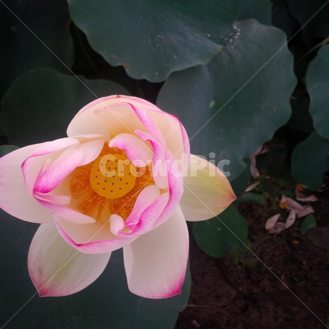 꽃,연꽃,초여름,분홍색,하얀색,핑크,flower,close,up,pink,white,lotus,summer