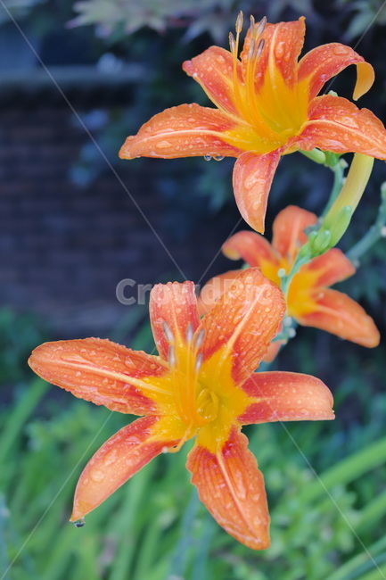 원추리,원추리꽃,꽃,백합과,주황색,주황색꽃,한국꽃,flower,plant,blossom,봄꽃,식물,식물,자연,plants,nature,꽃,flower