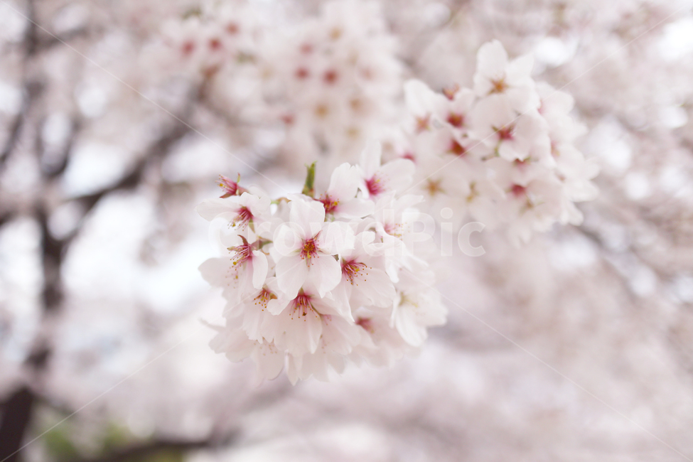 벚꽃,벚나무,봄,분홍,식물,봄,계절,spring,season,식물,자연,plants,nature,꽃,flower,plant,blossom,cherry blossom