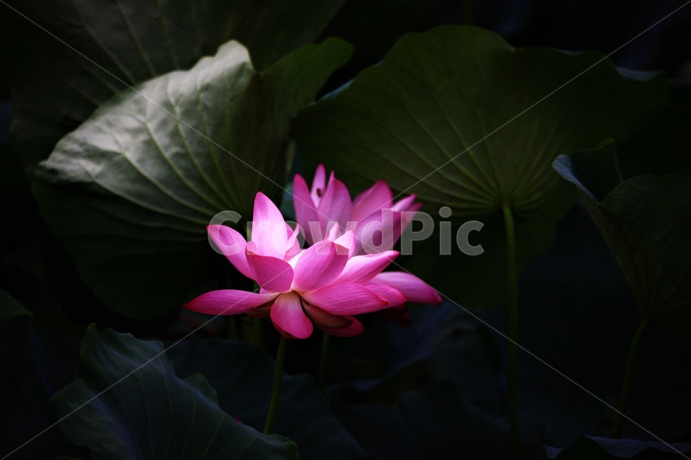 식물,연꽃,꽃,flower,flowerage,식물,자연,plants,nature,꽃,flower