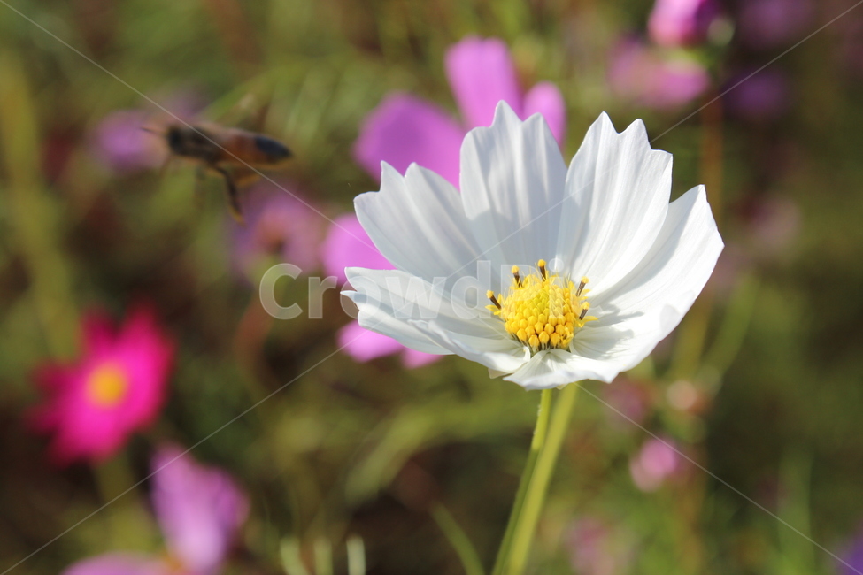 코스모스,가을,flower,꽃,식물,자연,계절,꽃밭,벌,가을,계절,fall,autumn,season,plant,insect,곤충,invertebrate,무척추 동물,bee,animal,동물,honey bee,꿀벌