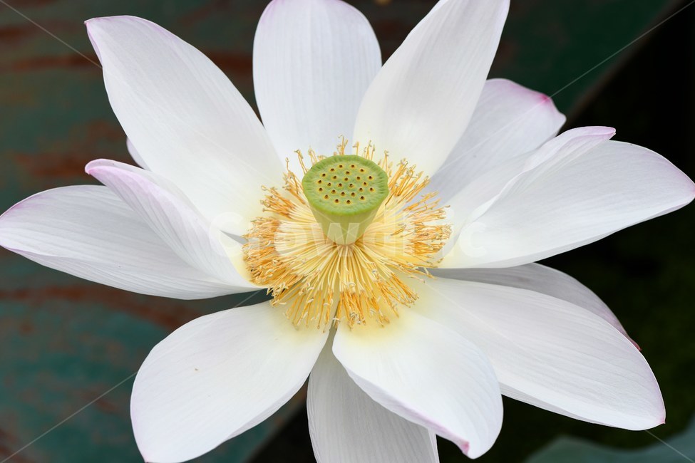 연꽃,예쁜연꽃,홍련백련,연꽃사랑,꽃,식물,자연,plants,nature,꽃,flower