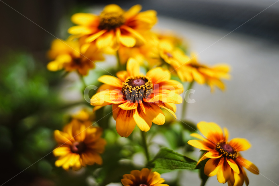자연,풍경,꽃,식물,flower,식물,자연,plants,nature,꽃,flower