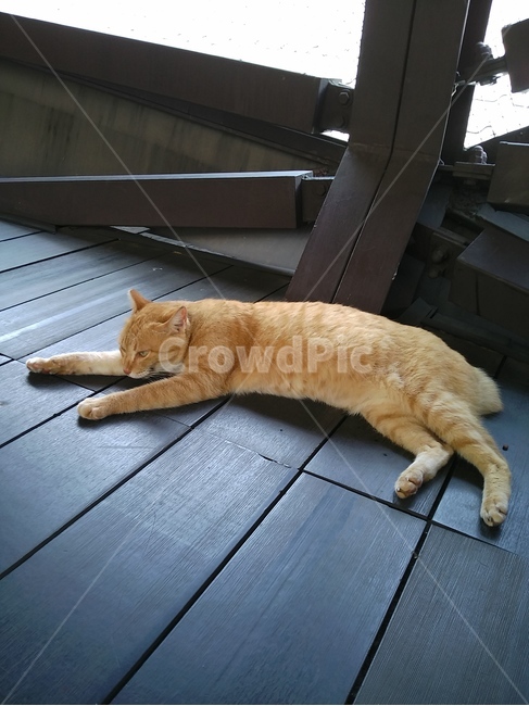 길고양이,낮잠,귀여운고양이,잠자는고양이,휴식,꿈,힐링,동물,animal,포유류,mammal,고양이,cat,kitten,kitty