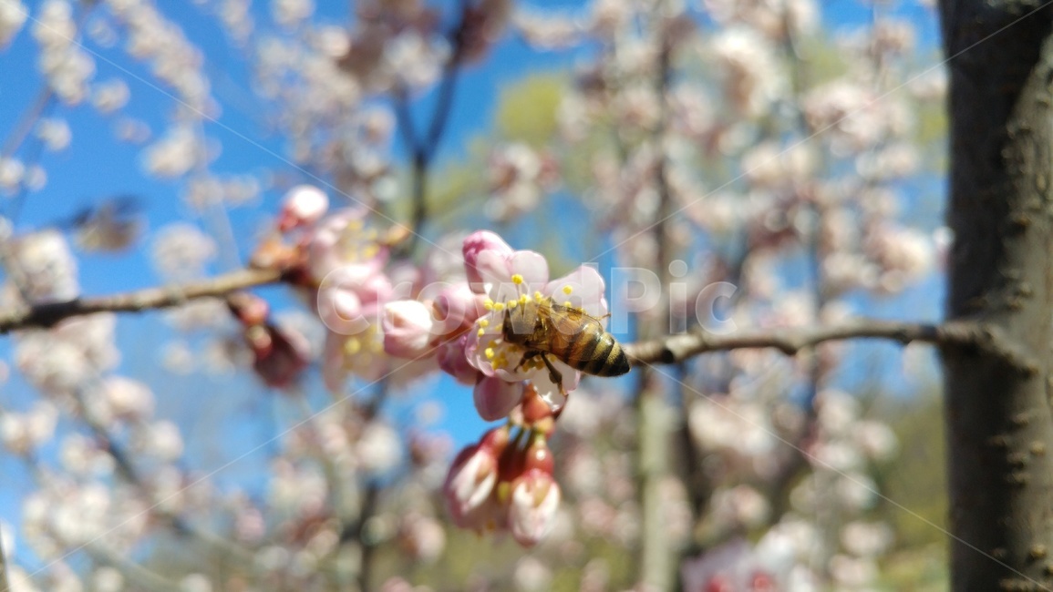 insect,곤충,bee,벌,honeybee,꿀벌,꽃,나무,봄