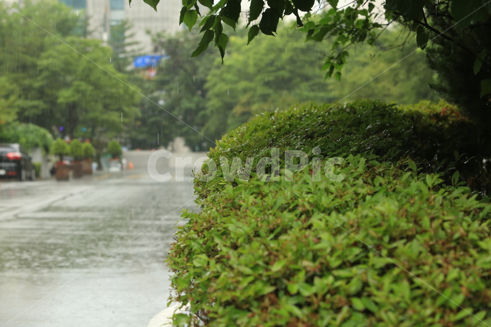 비,소경,풍경,비오는날,비오는소경,rain,비,비오는날,rain,rainy