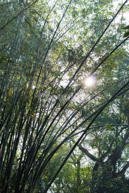 flare,플레어,light,빛,대나무,나무,녹색,green,bamboo,tree