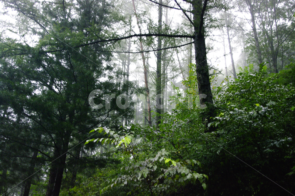 나무,식물,숲,안개,plant,자연,풍경,nature,landscape,tree,tree trunk,나무 줄기