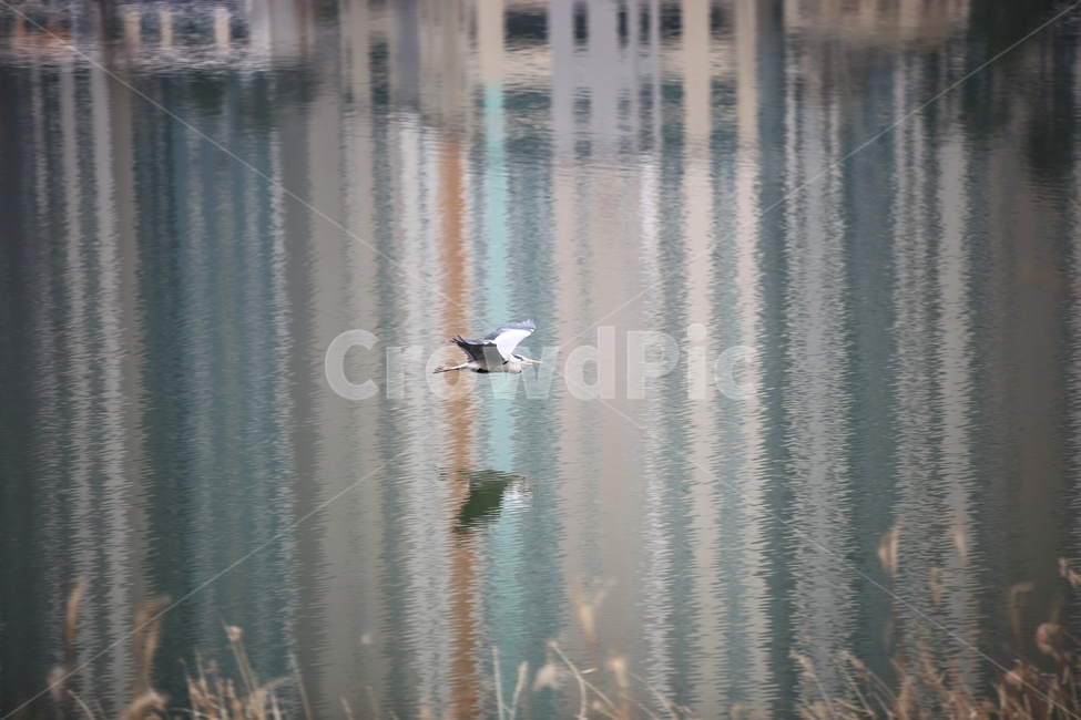 water,동물,bird,물,새,outdoors,옥외,animal,호수,lake,철새,야생동물