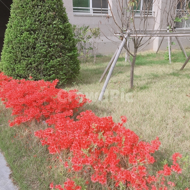 꽃,flower,봄,spring,red