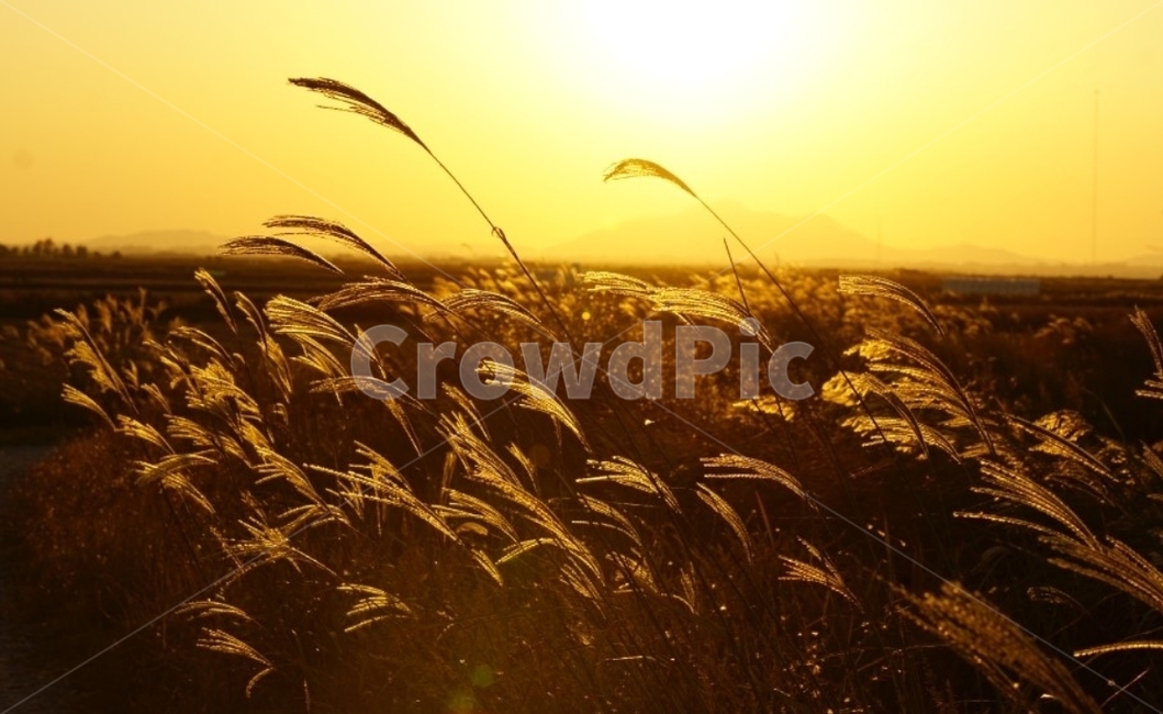 가을,억새,단풍,바람,자연,그림자,길,풍경,일몰,감성,서정,nature,autumn,태양,가을,계절,fall,autumn,season,자연,풍경,nature,landscape,plant,식물,vegetation,초목
