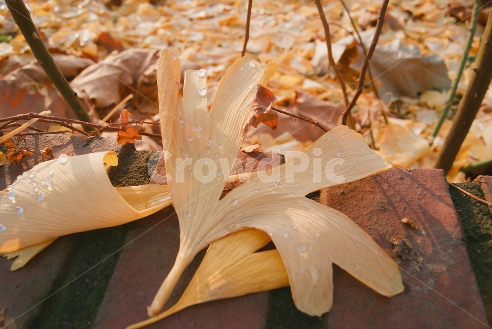 은행나무,은행,단풍,가을,물방울,은행잎,fall,가을,계절,fall,autumn,season,plant,식물,leaf,잎