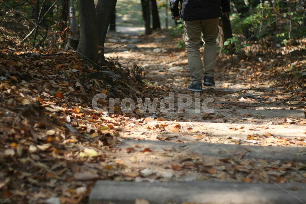낙엽,길,나무,가을,단풍,가을,계절,fall,autumn,season,사람,인물,인간,human,person,신체일부,몸,body