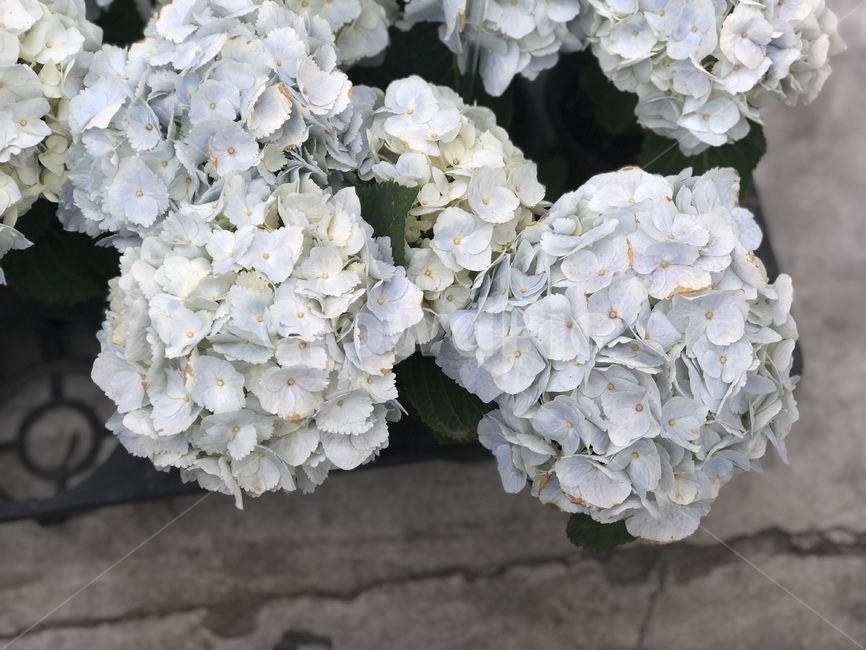 꽃,수국,화단,파스텔,봄꽃,봄,여름,식물,자연,flower,flowergarden,pastel,spring,plants
