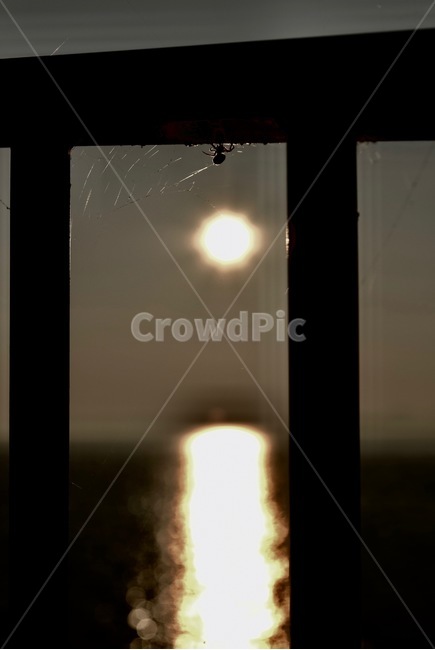 일몰감성,바다노을,거미와거미줄,실루엣사진,난간틈,빛반사,어둑한풍경,자연과구조물,감성적인순간,조용한일몰,sunsetmood,oceandusk,spiderandweb,silhouettephoto,betweenbars,lightreflection,moodyscene,natureandstructure,emotionalmoment,quietsunset,동물,animal,곤충,벌레,insect,bug,감성,sensible,feeling