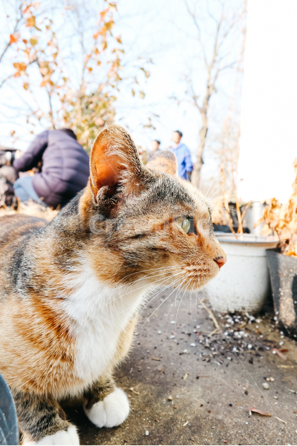 고양이,길고양이,길냥이,cat,냥이,동물,냥냥펀치,동물,animal,포유류,mammal,고양이,cat,kitten,kitty