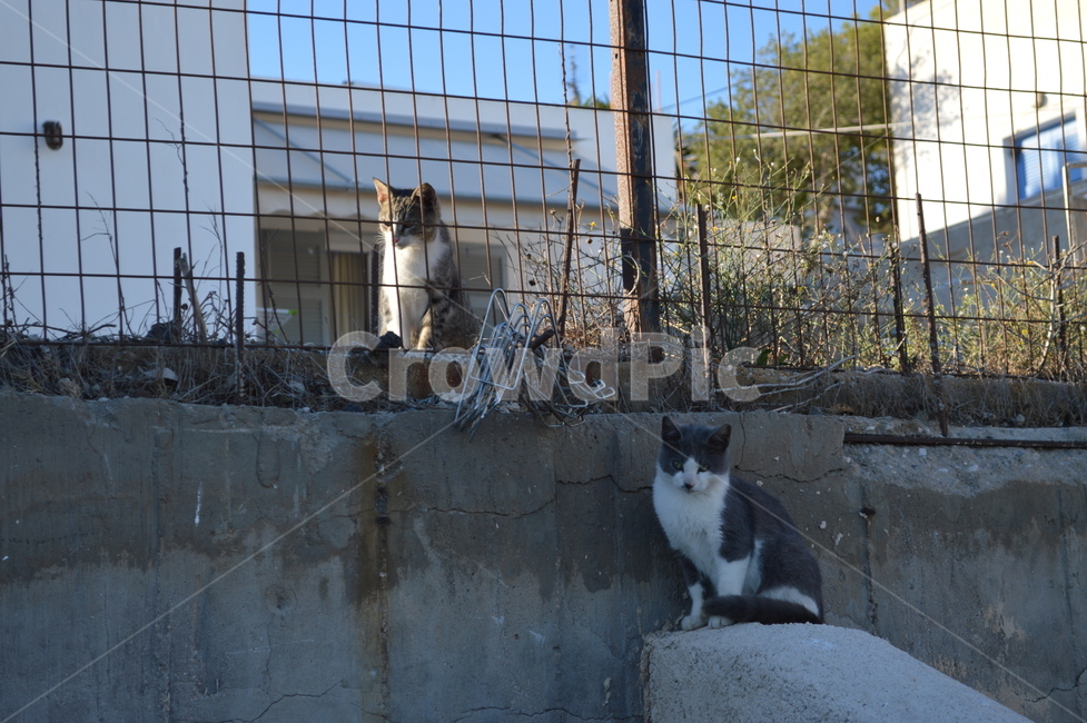 그리스,고양이,길고양이,greece,cat,냐옹이,동물,animal,산토리니,santorini,street,길거리,straycat,kitty