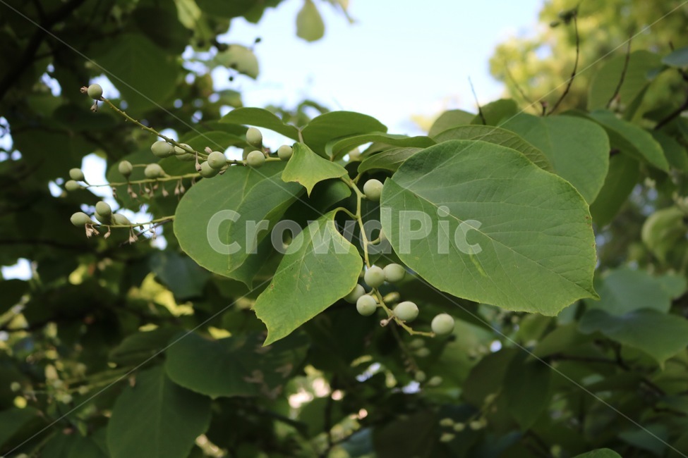 나무,식물,열매,초록,자연,tree,plants,fruit,green,nature,ki,shokubutsu,zitsu,midori,식물,자연,plants,nature,과일,열매,fruit