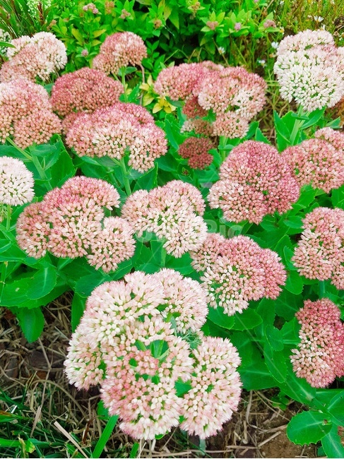 꽃,식물,자연,봄,여름,식물,자연,plants,nature,꽃,flower