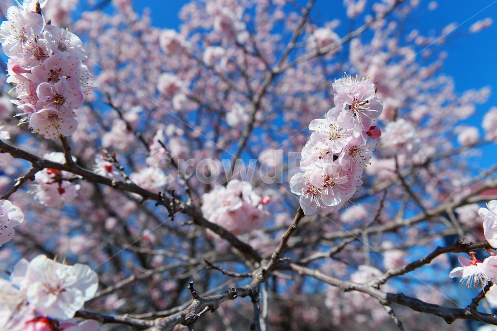매화,매화꽃,하얀꽃,식물,blossom,꽃,flower