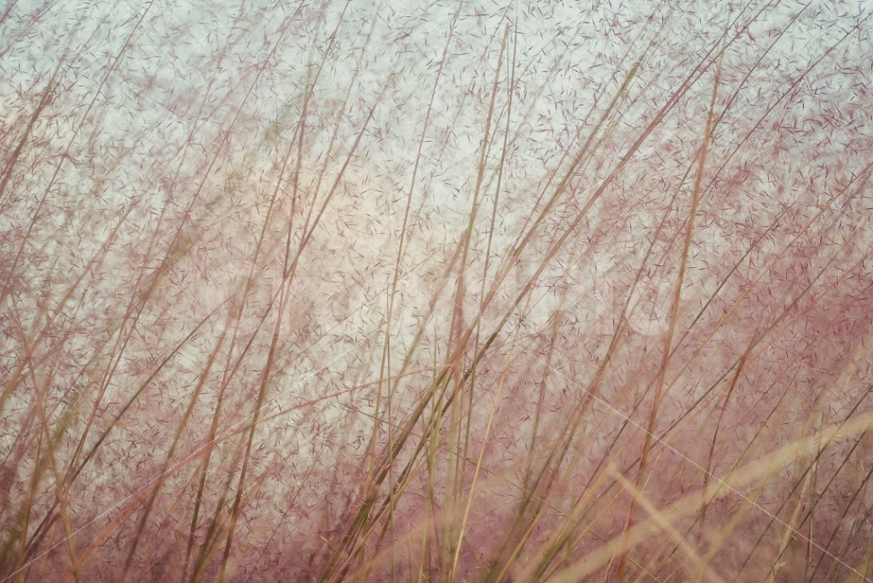 핑크뮬리,핑크,낙동강생태공원,억새,갈대,10월출사,자연풍경,pink,식물,자연,plants,nature,감성,sensible,feeling