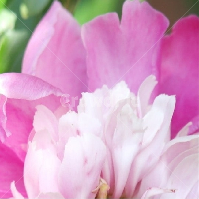 꽃,flower,식물도감,plant,beautiful,식물,순수,pure,감성,꽃줄기,7월,모란,작약과,paeoniasuffruticosa,목단,3겹,꽃턱,씨방,홍색,꽃받침,양성,내봉선,종자,씨앗,seed,재배품종,실생,양토,개화기,부귀,만개,민산작약,털백작약,단면,꽃사진,핑크,퍼플,속씨식물,쌍떡잎,들꽃,illustrated plant book,꽃잎,내화피,암술,꽃밥,화관,갈래꽃,통꽃,수분,花冠,petal,內花被,외화피,꽃가루,충매화,양성화,화엽,꽃대,식물,자연,plants,nature,꽃,flower