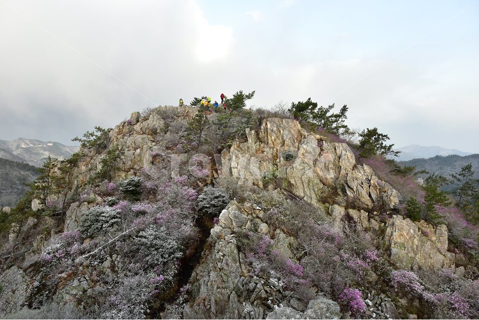 주작산,덕룡산,종주,진달래,풍경,기암,바위,비경,봄풍경,진달래꽃,강진,명산,산행,등산,마운틴,힐링,mountain,landscape,자연,natural,봄,계절,spring,season,자연,풍경,nature,landscape,한국자연풍경,한국자연경관,korea nature landscape,plant,식물