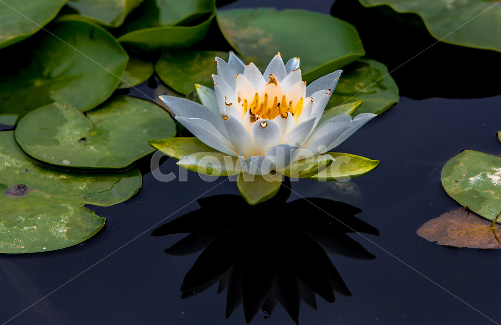 수련,연못,습지,문양,무늬,식물,자연,plants,nature,꽃,flower