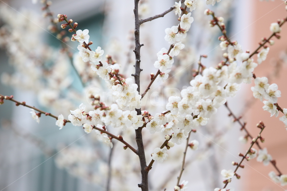 봄,꽃,3월,매화,봄날,봄,계절,spring,season,식물,자연,plants,nature,꽃,flower,plant,blossom